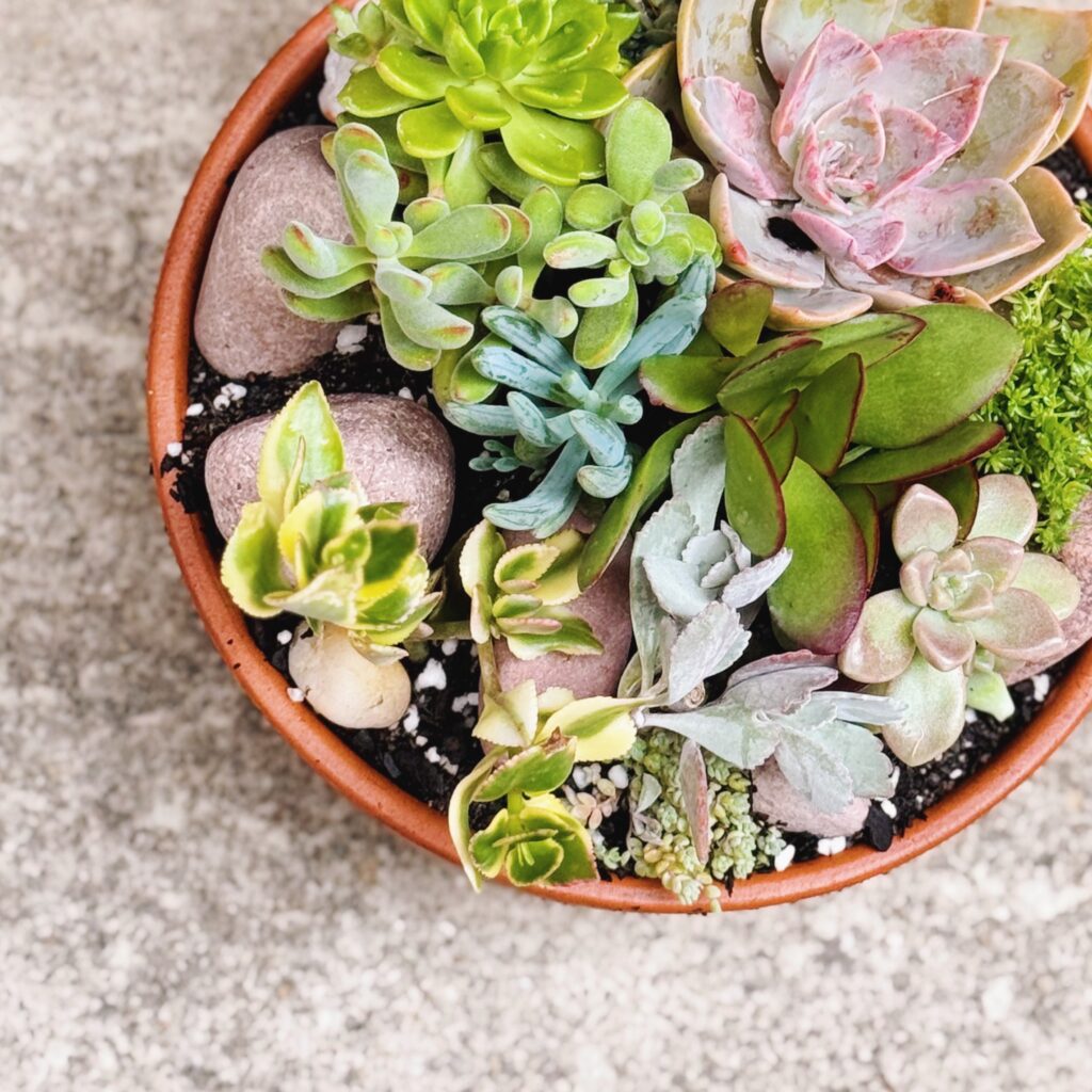 large succulent bowl. terracotta bowl planted succulents. succulents delivered perth. plant hamper perth. same day plant hamper delivery perth.