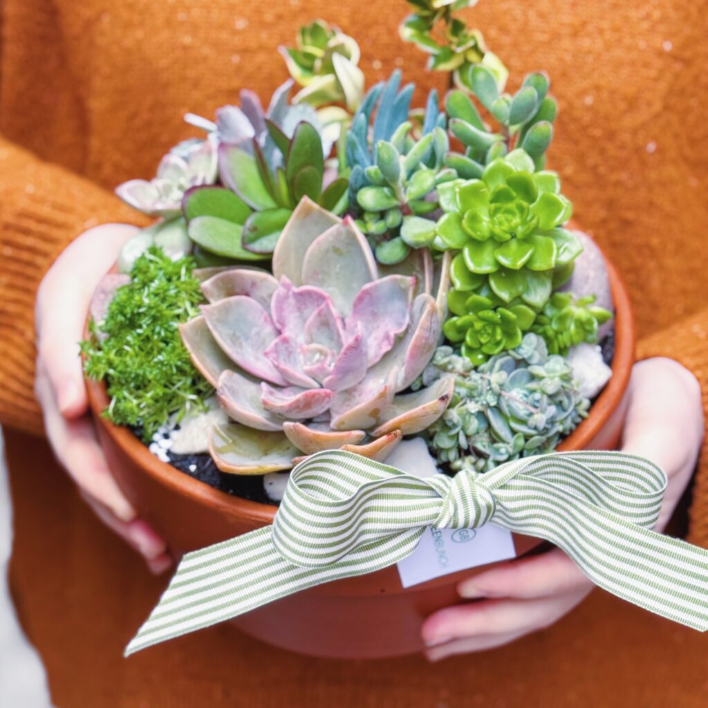 large succulent bowl. terracotta bowl planted succulents. succulents delivered perth. plant hamper perth. same day plant hamper delivery perth.