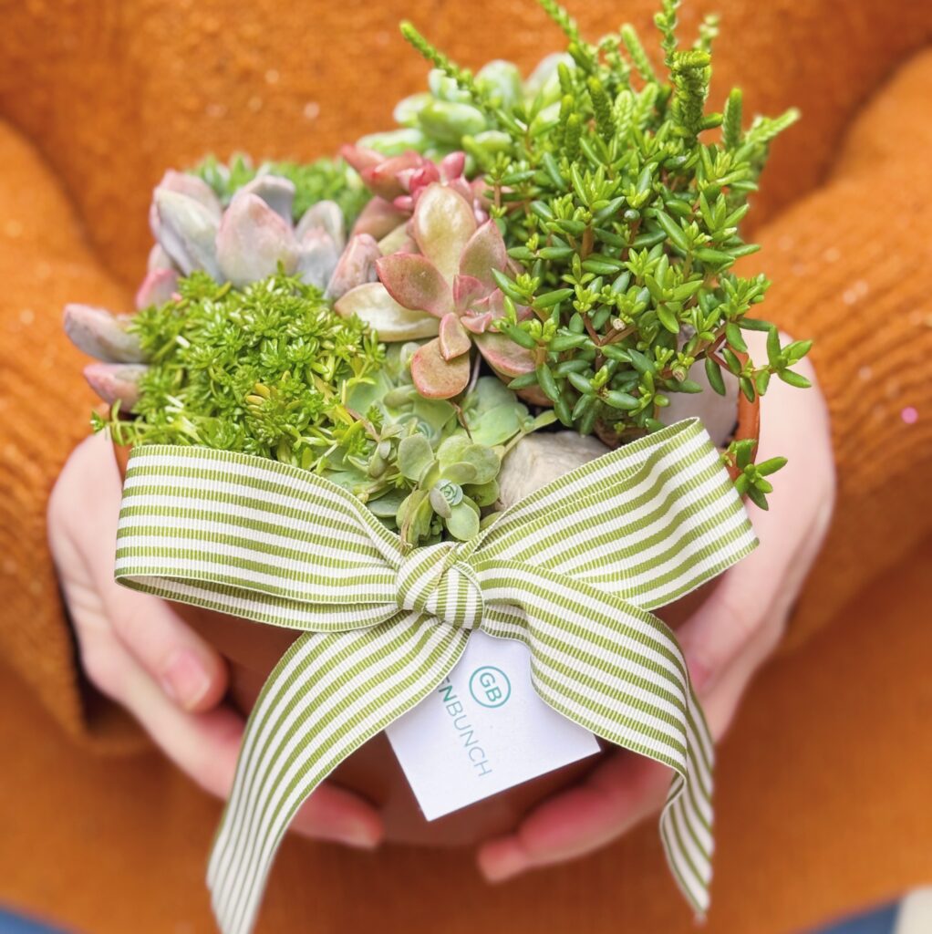 Small succulent bowl. Terracotta succulent bowl.