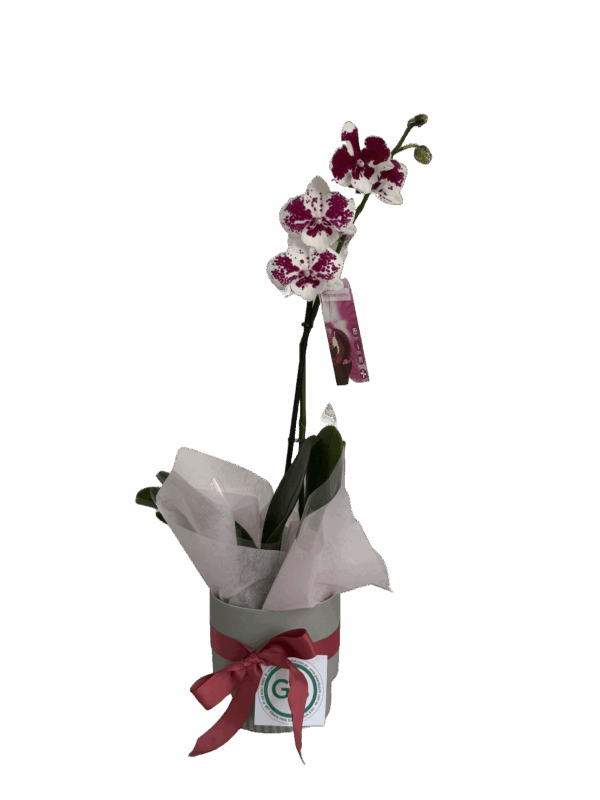 The Phalaenopsis Orchid