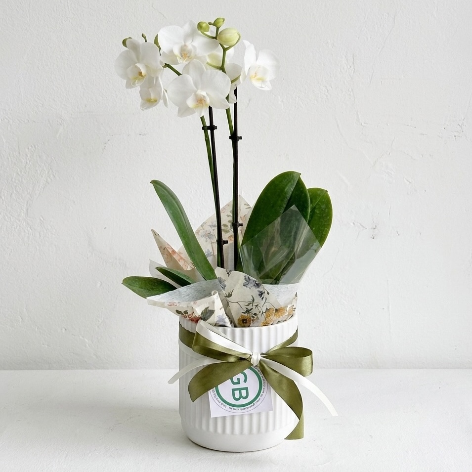 Orchid in Ribbed White Pot | Orchid Plant | Same Day Plant Hamper Delivery Perth | Sympathy Gift