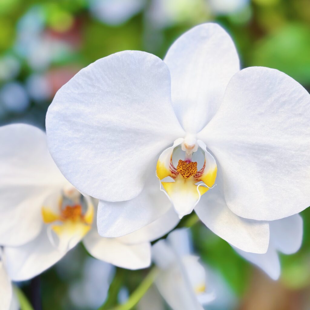 Phalaenopsis Orchid | Orchid Plant | Same Day Plant Hamper Delivery Perth | Sympathy Gift