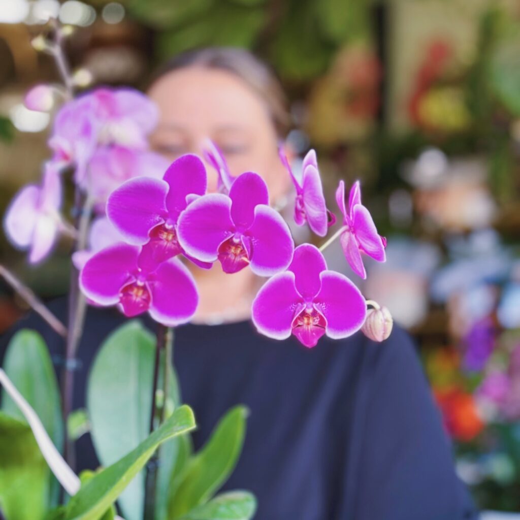 Phalaenopsis Orchid | Orchid Plant | Same Day Plant Hamper Delivery Perth | Sympathy Gift
