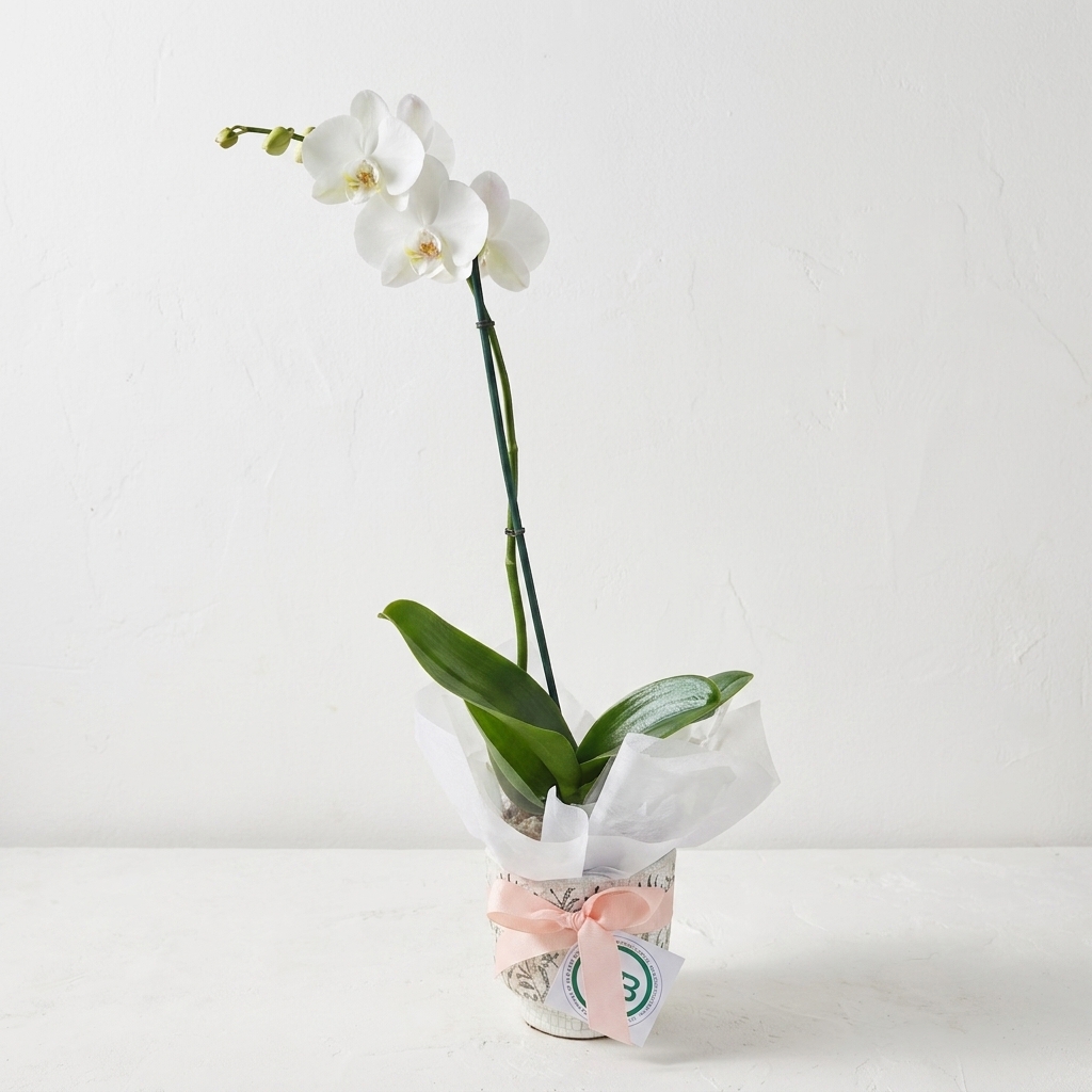 Phalaenopsis Orchid | Orchid Plant | Same Day Plant Hamper Delivery Perth | Sympathy Gift
