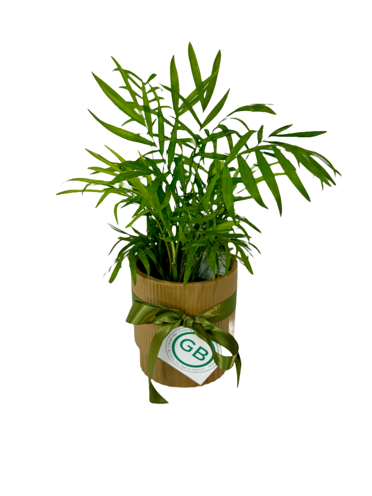 parlor-palm-greenbunch