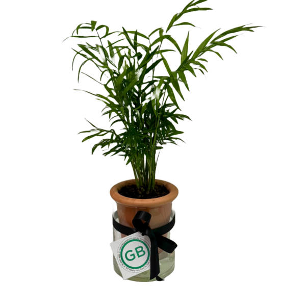 Self Watering Parlor Palm