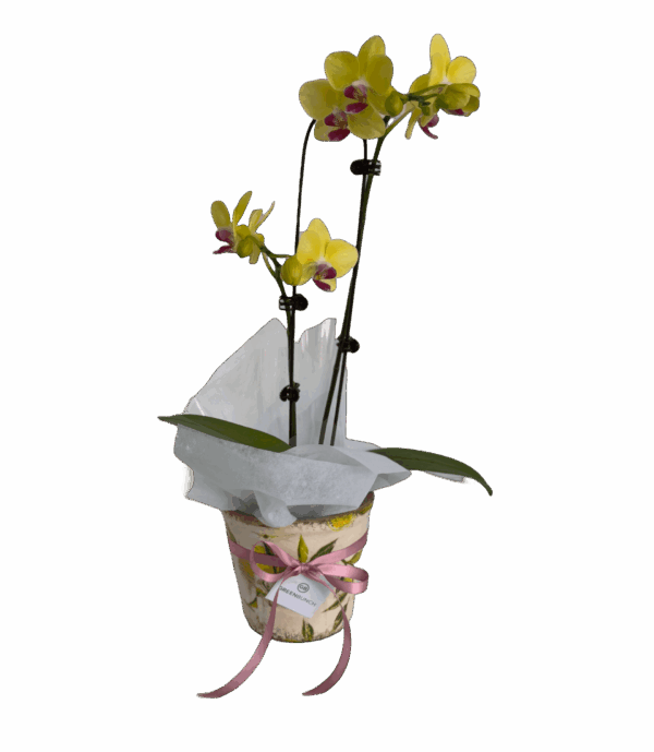 The Mini Phalaenopsis Orchid