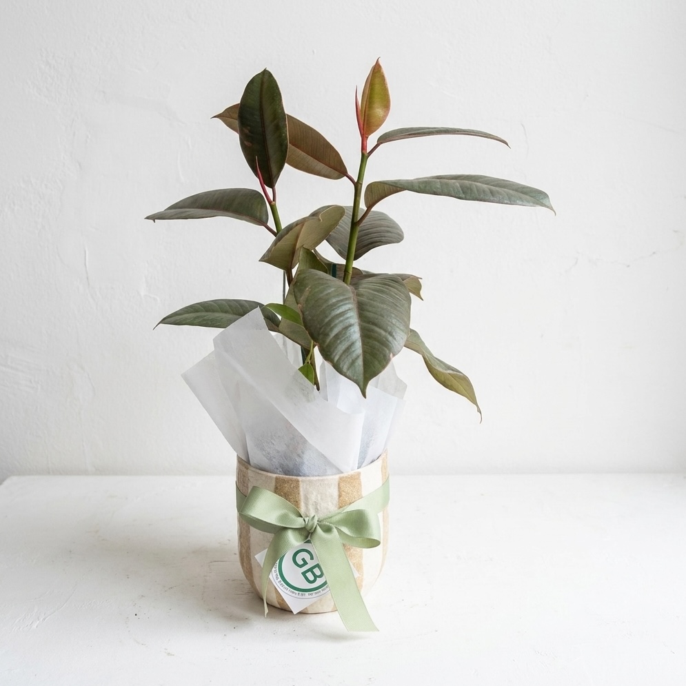 Rayas Ceramic Pot & Ficus | Medium