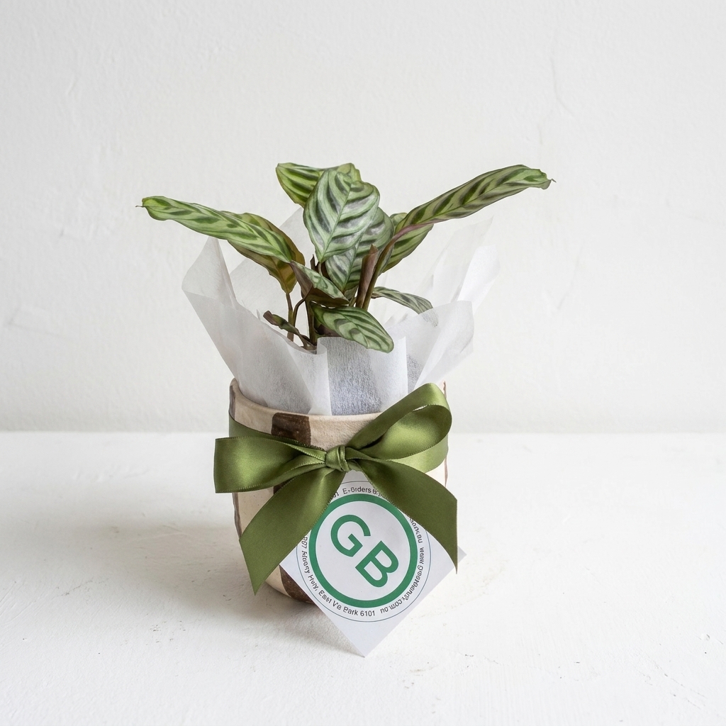 Rayas Ceramic Pot | Small