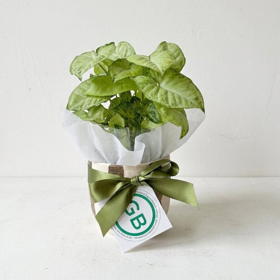 Rayas Ceramic Pot | Small