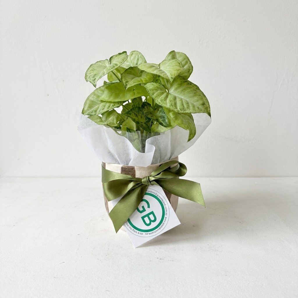 Rayas Ceramic Pot | Small