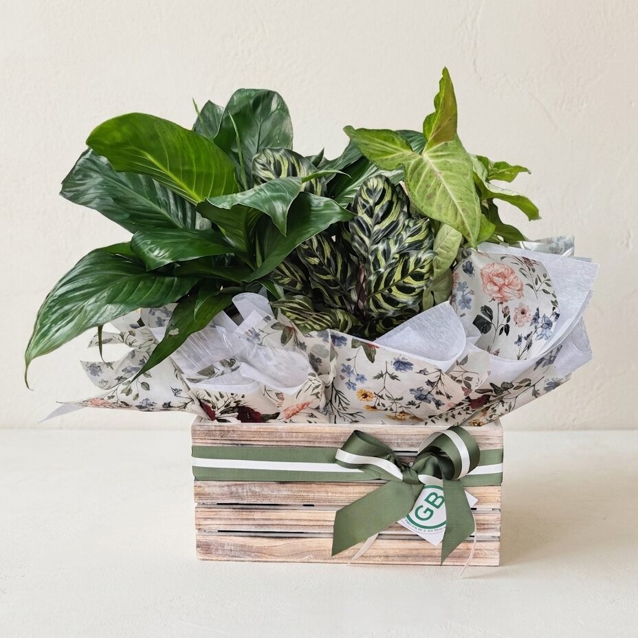 The Plant Hamper - Signature | Same Day Plant Hamper Delivery Perth | Corporate gifting