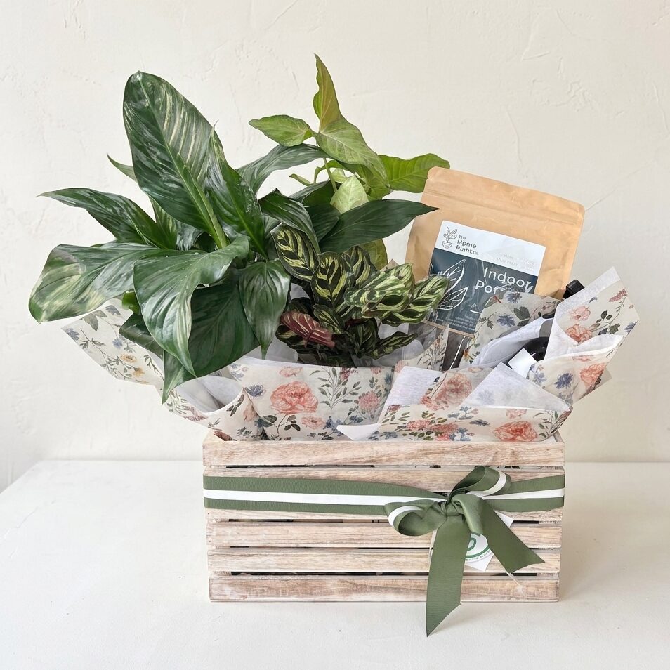 The Plant Hamper - Deluxe | Same Day Plant Hamper Delivery Perth | Corporate gifting
