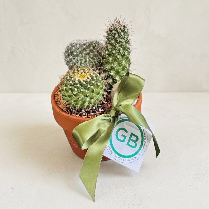 Cactus Bowl. Cactus in terracotta pot. Cactus delivered Perth.