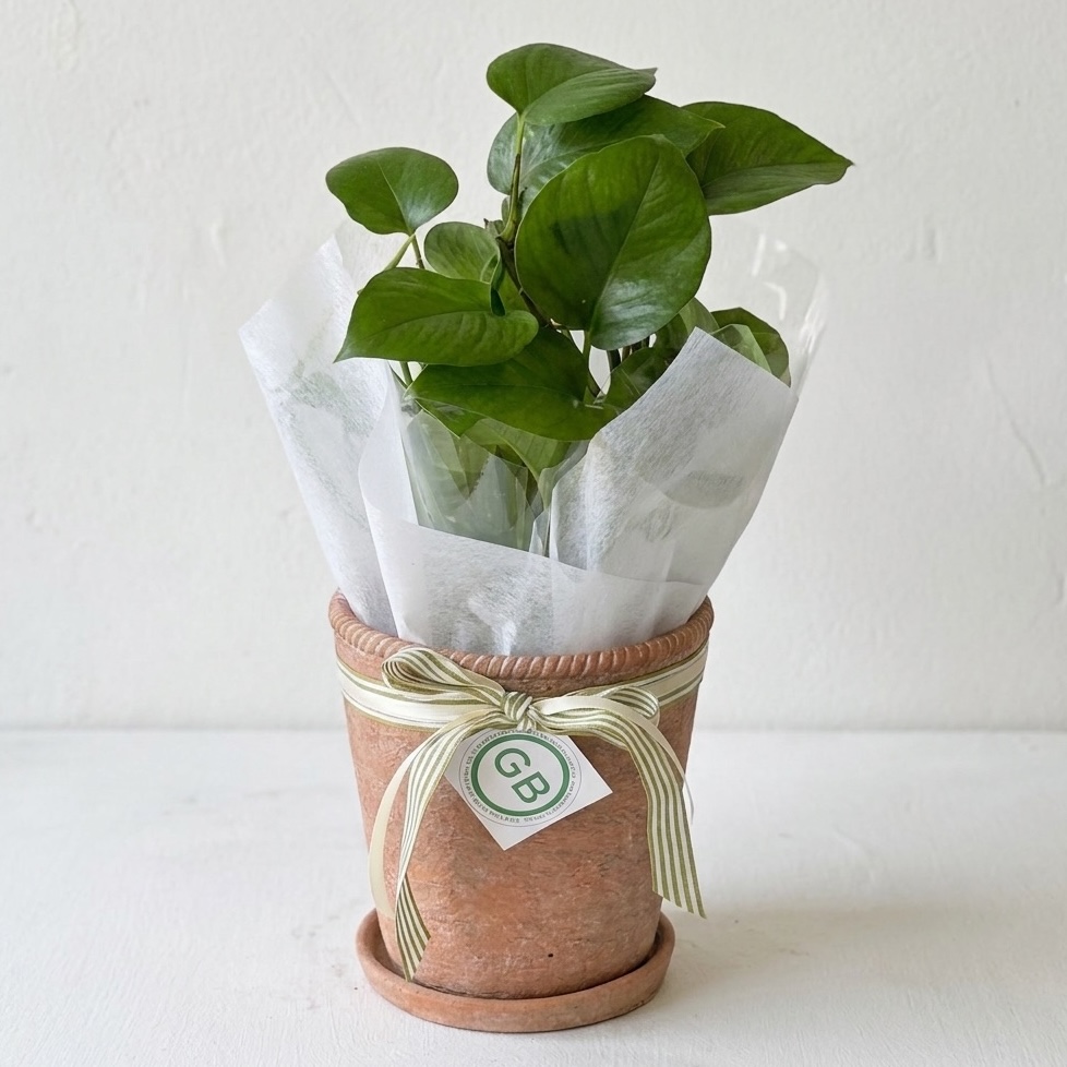 Rouge Chinon Terracotta Pot with Devils Ivy | Plant gifts Perth | Same Day Plant Hamper Delivery Perth