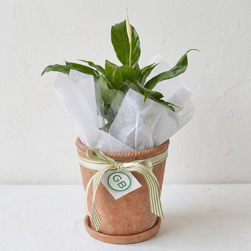 Rouge Chinon Terracotta Pot with Peace Lily | Plant gifts Perth | Same Day Plant Hamper Delivery Perth