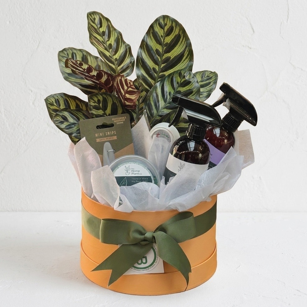 Green Thumb Gift Set - Plant Care Essentials | Presentation Hat Box Plant Gift Hamper | Same Day Hamper Delivery Perth | Plant Hamper
