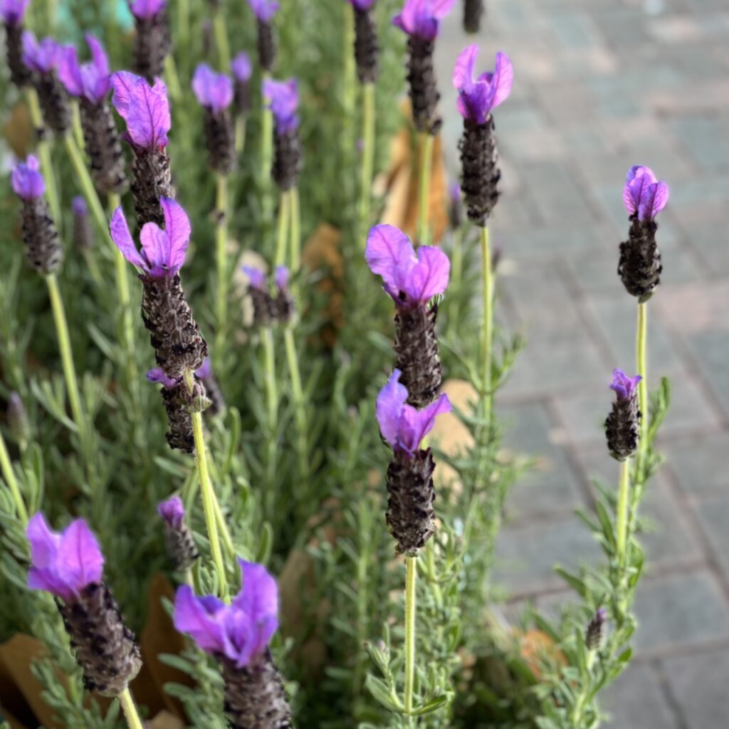 Lavender