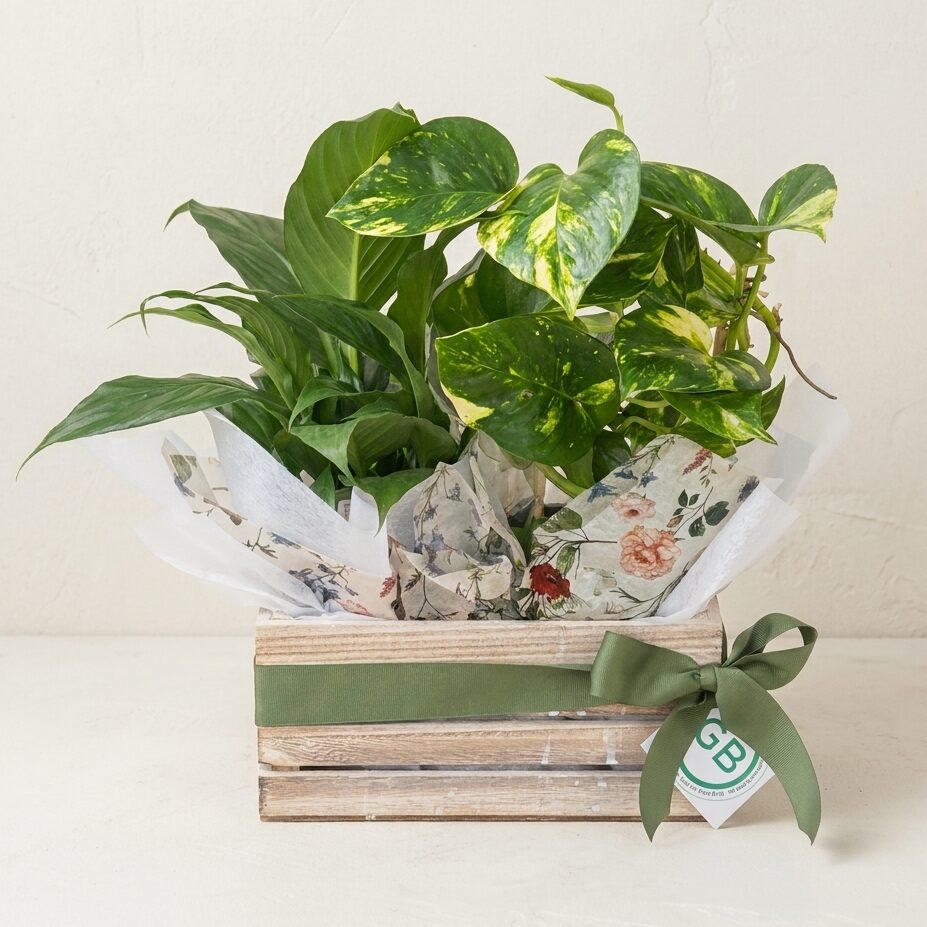 The Plant Hamper - Petite | Same Day Plant Hamper Delivery Perth | Corporate gifting