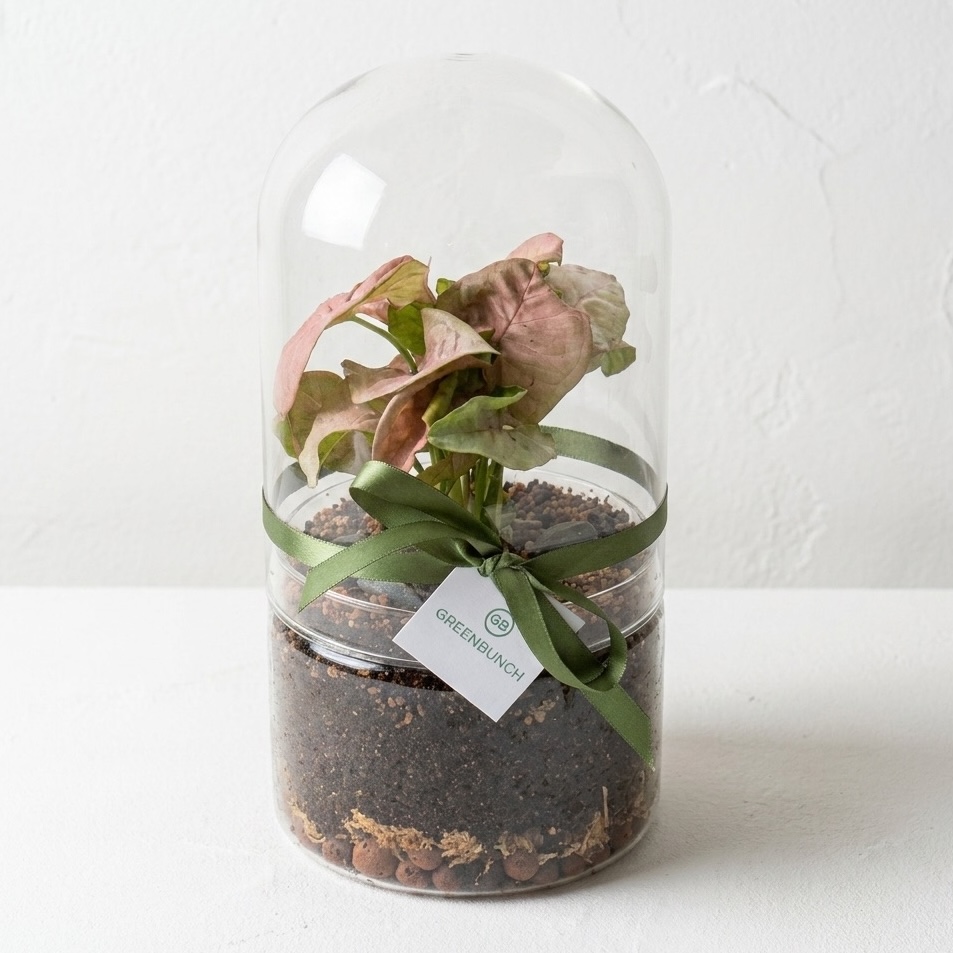 Enclosed Glass Terrarium | Capsule