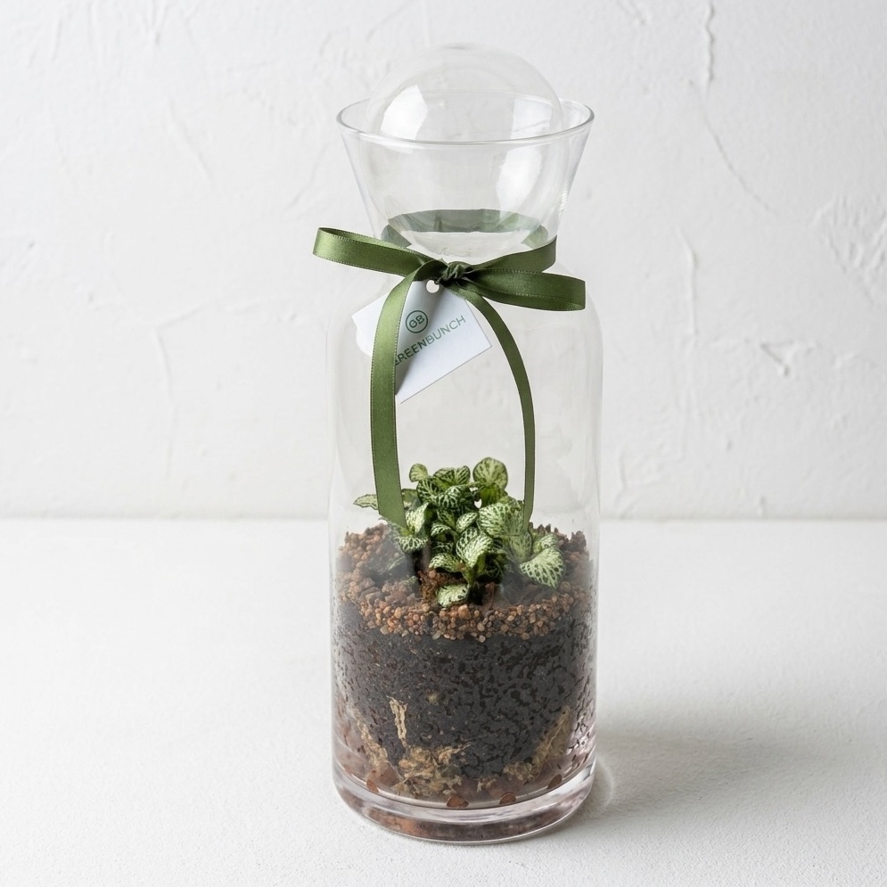 Enclosed Glass Terrarium | Carafe