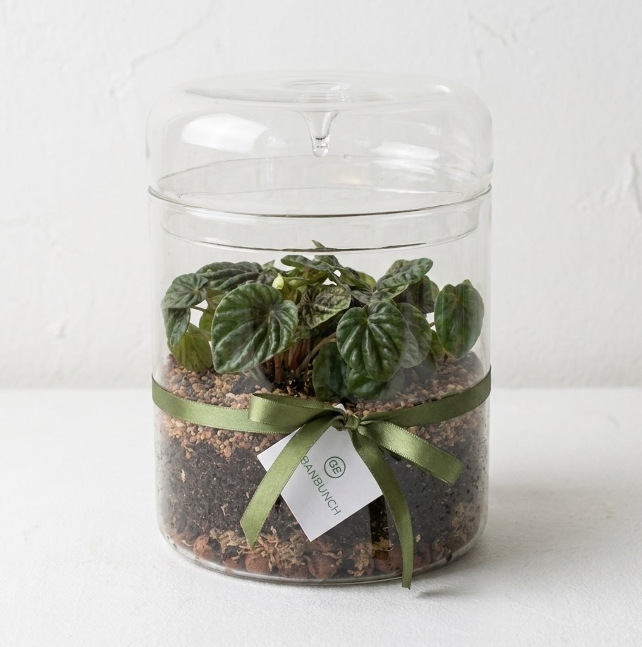 Enclosed Glass Terrarium | Droplet