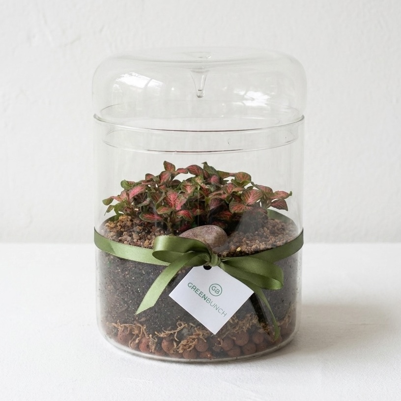 Enclosed Glass Terrarium | Droplet