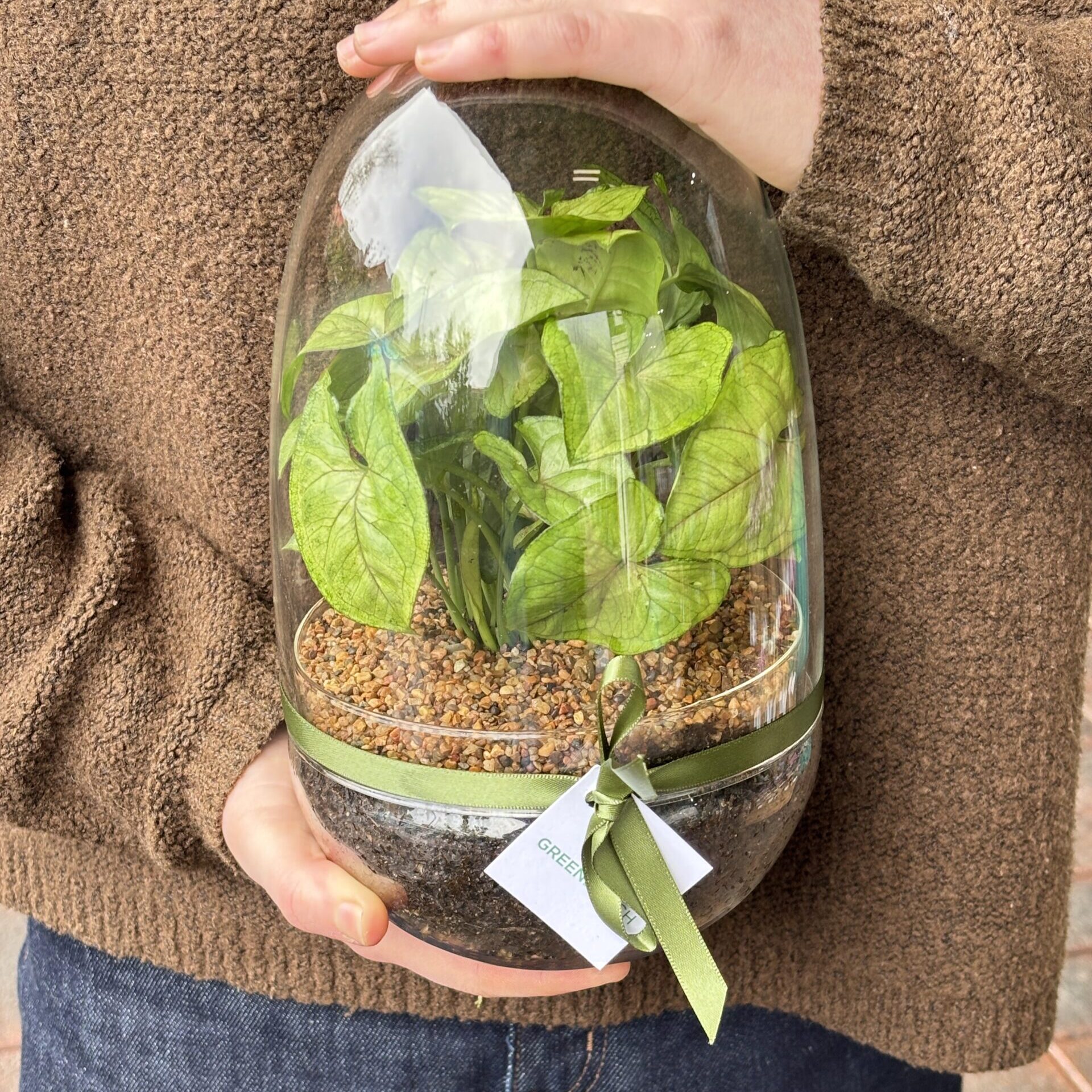 Enclosed Glass Terrarium | Egg - Image 2
