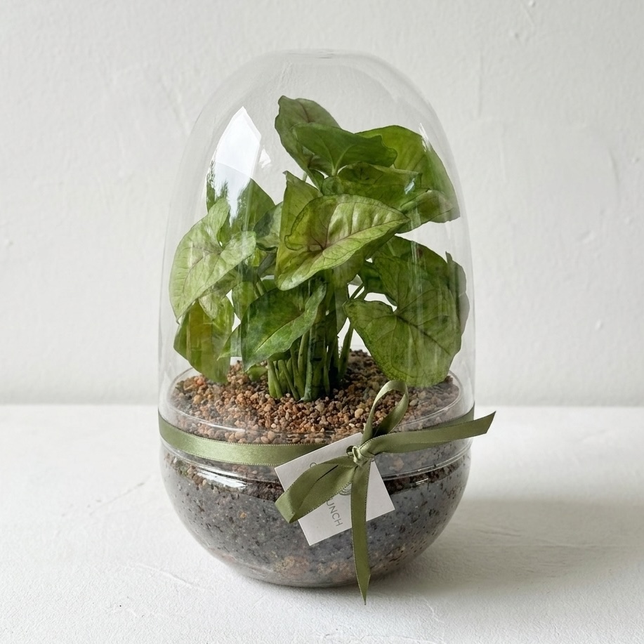 Enclosed Glass Terrarium | Egg