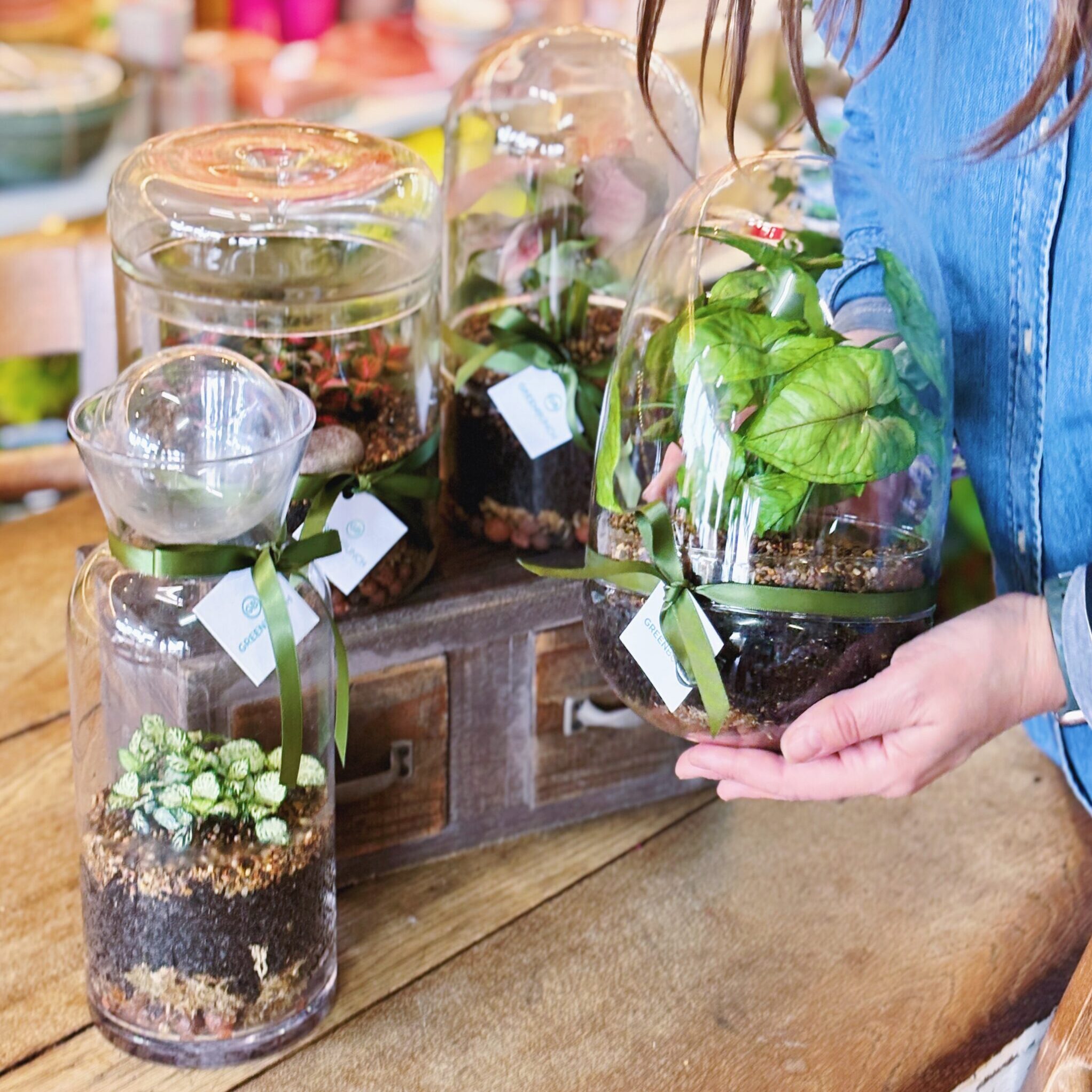 Enclosed Glass Terrarium | Egg - Image 3