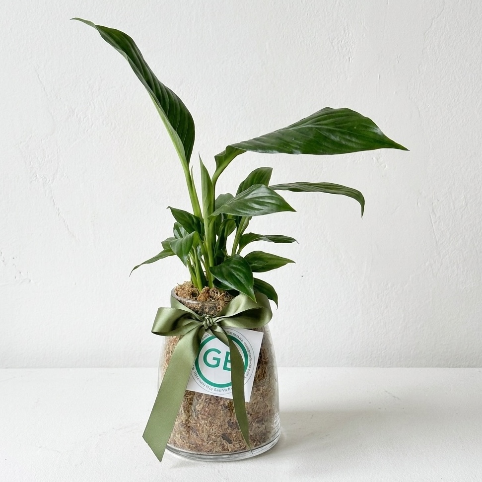 Peace Lily In Moss | Plant Hamper | Peace Lily in clear glass vase