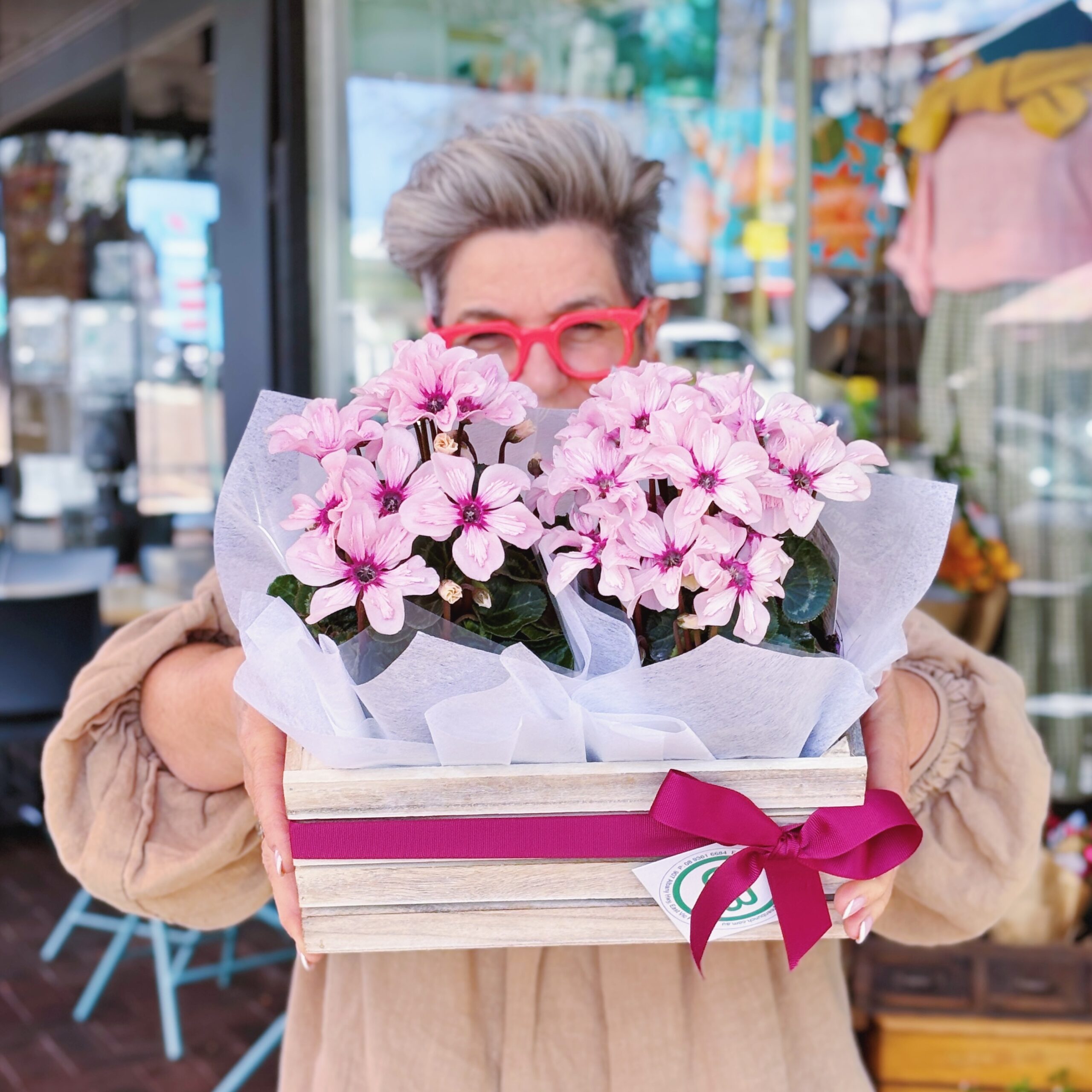 Provincial Colour Plant Hamper | Cyclamen - Image 2