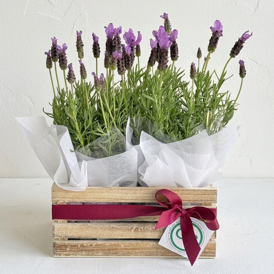 The Provincial Colour Plant Hamper