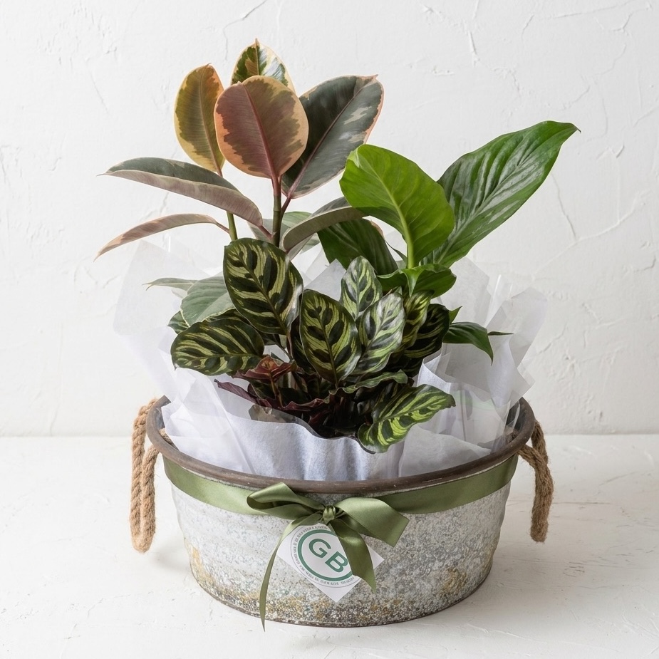 Wild & Rustic Plant Hamper | Plant Hamper Perth | Same Day Plant Gift Delivery Perth