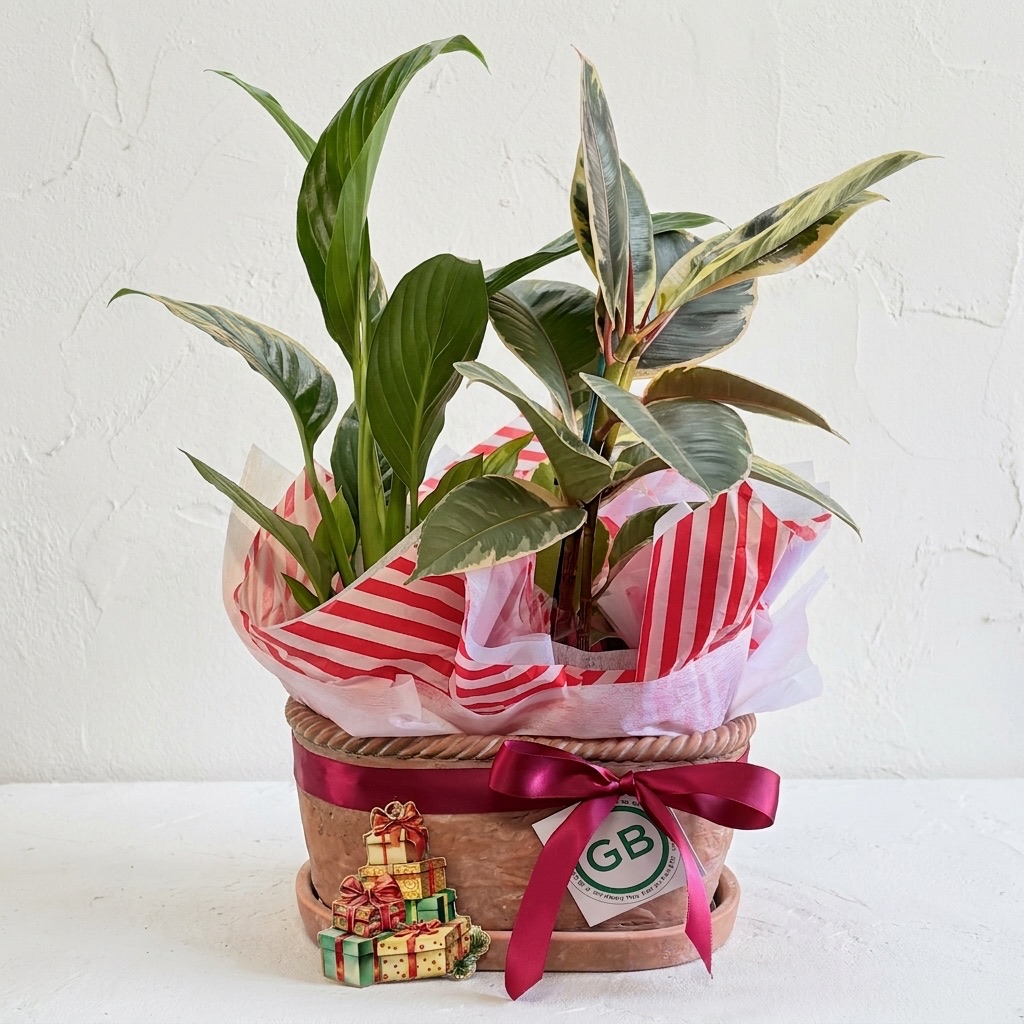 Christmas Chinon | Festive Terracotta Planter