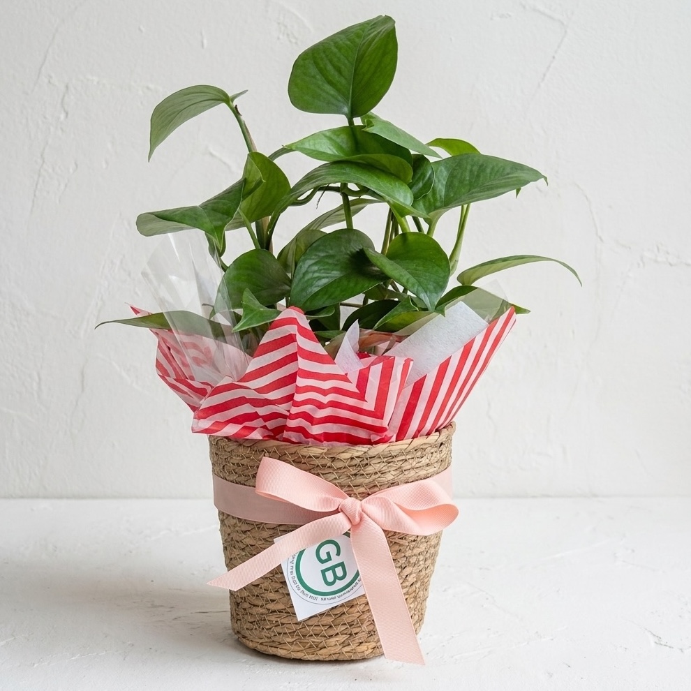 Holiday Houseplant | Christmas Festive Woven Hat Box