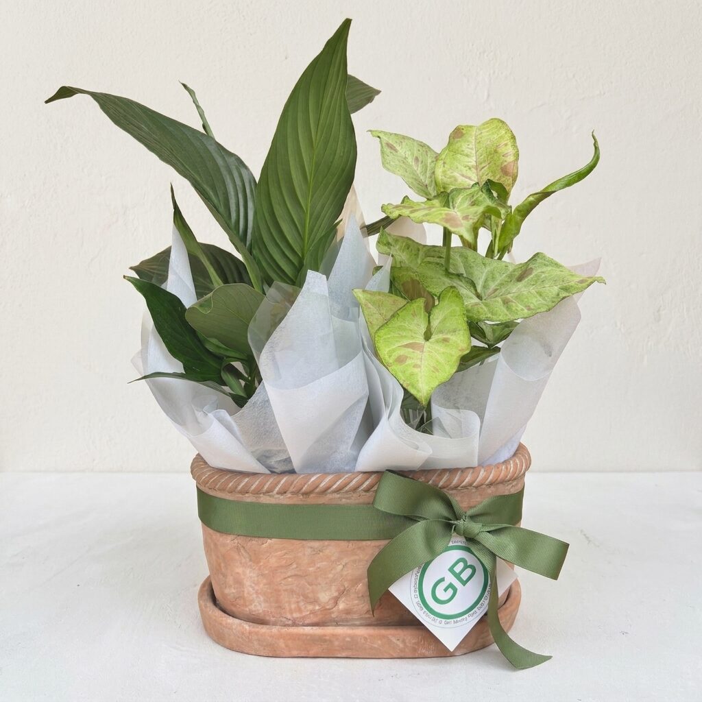 Chinon Oval Terracotta Planter with two tropical plants - plant hamper - plant gift perth