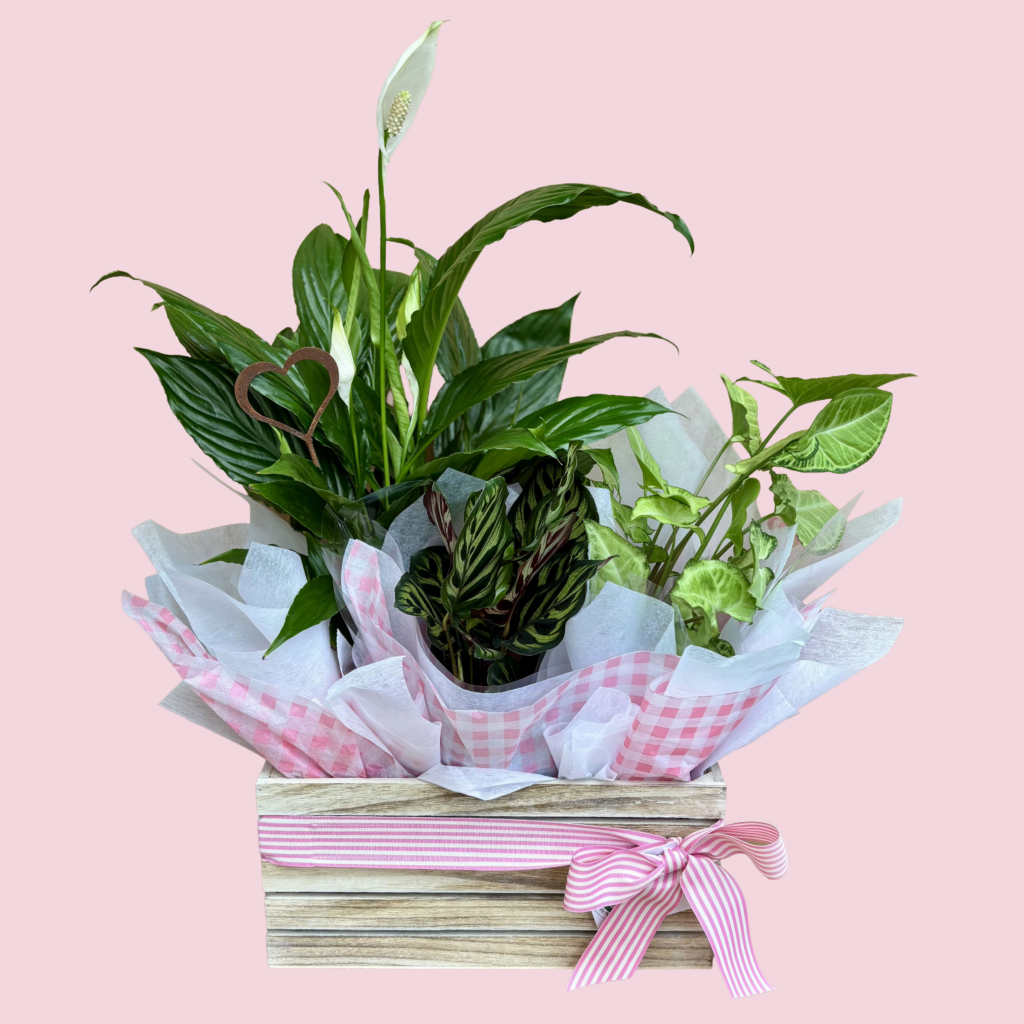 The Plant Hamper | Signature. Mother's Day Plant Hamper. Indoor Plant Hamper.