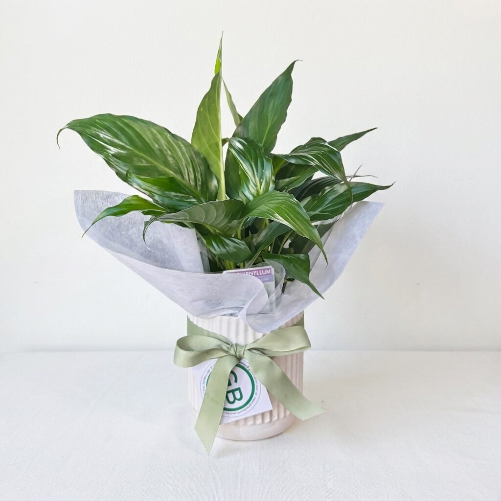 Peace Lily in White Pot | Plant Hamper Same Day Delivery Perth | Indoor Plants