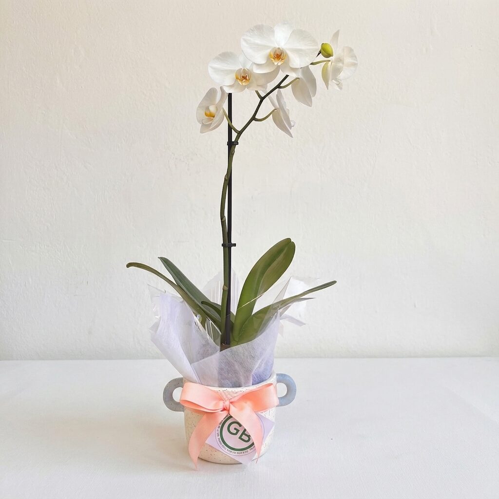 Phalaenopsis Orchid | Orchid Plant | Same Day Plant Hamper Delivery Perth | Sympathy Gift