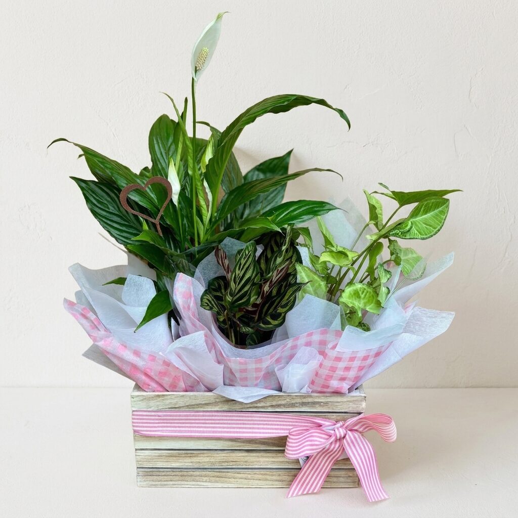 The Plant Hamper - Signature | Same Day Plant Hamper Delivery Perth | Corporate gifting