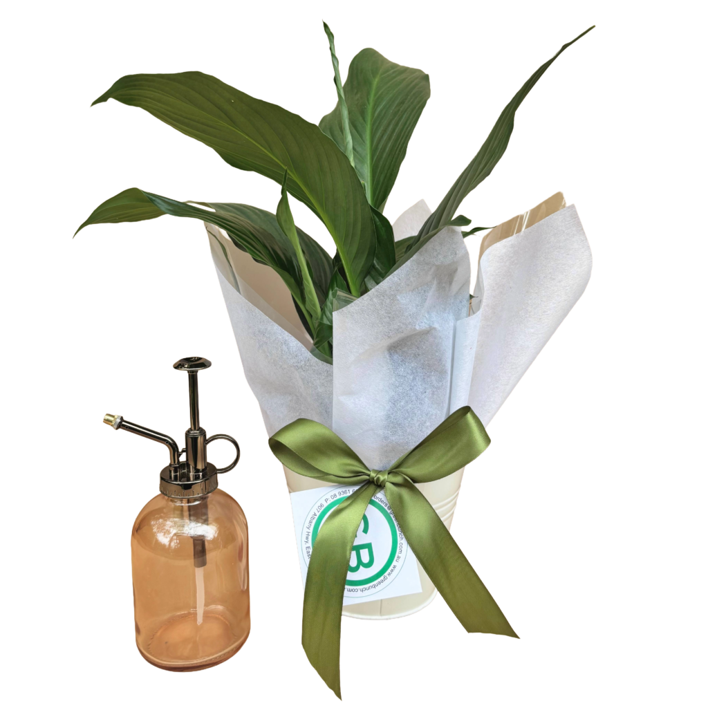 Peace Lily & Glass Plant Mister - plant gift set - plant gift hamper - peace lily in white tin pot and glass plant mister