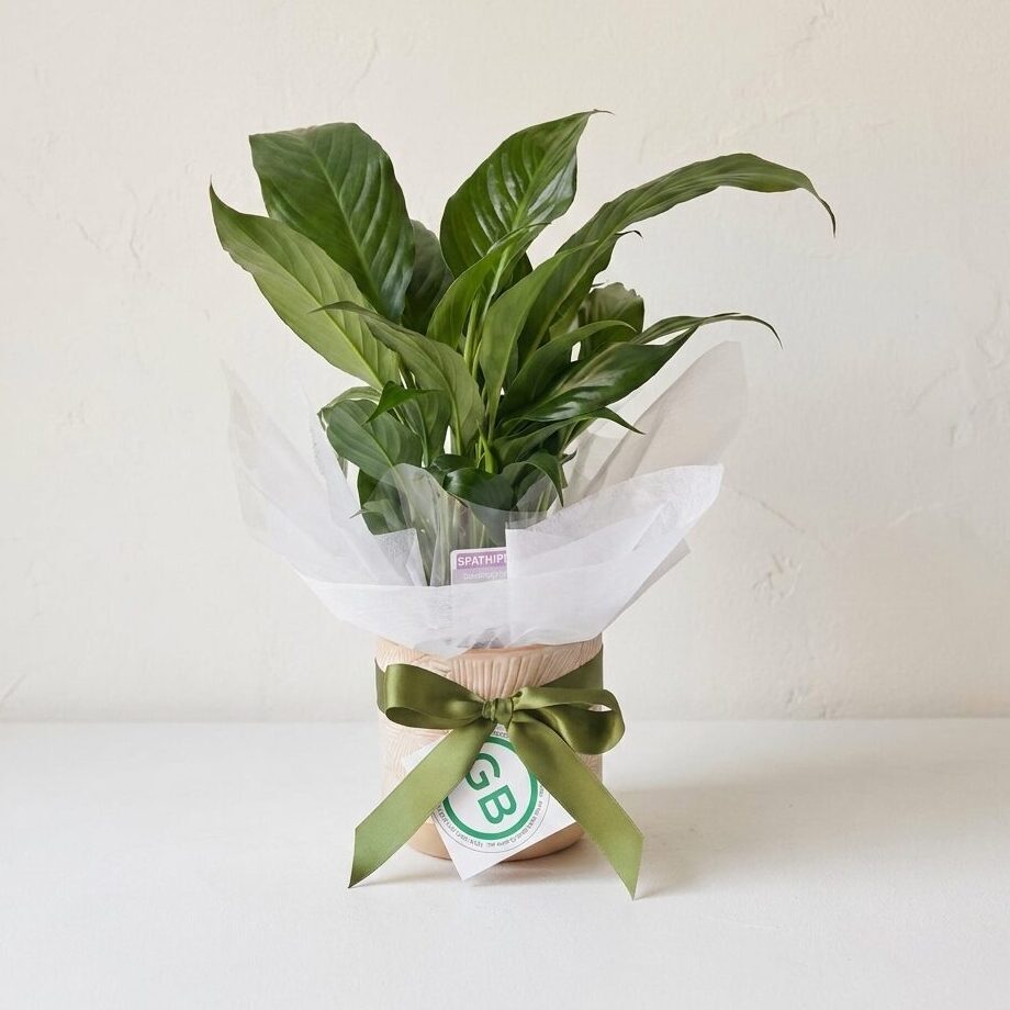Peace Lily | Plant Hamper Same Day Delivery Perth | Indoor Plants