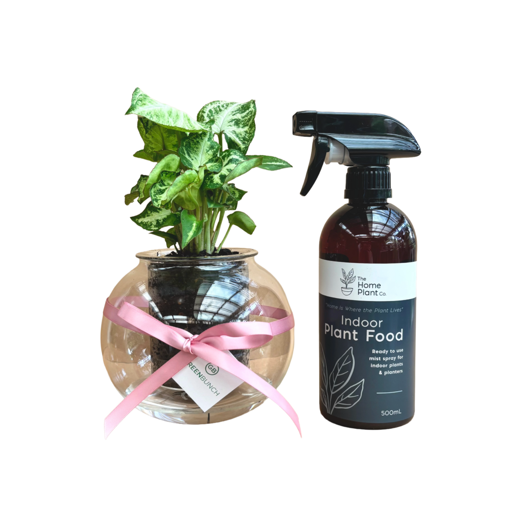 cup o flora glass self watering planter with tropical plant and The Home Plant Co Foliar Spray