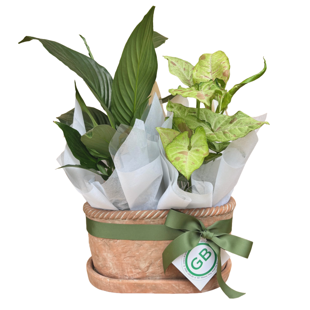 Chinon Oval Terracotta Planter with two tropical plants - plant hamper - plant gift perth